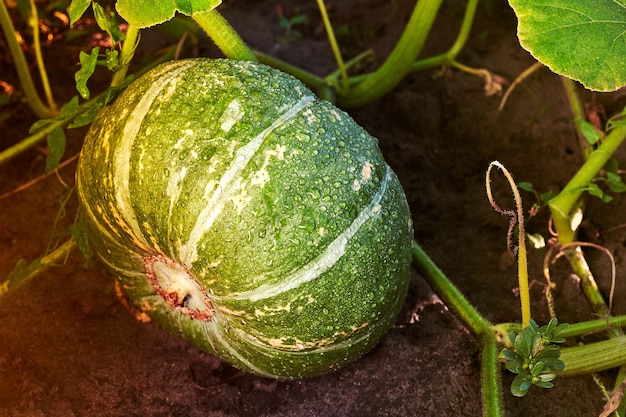 家庭菜園で育てた有機かぼちゃ 家庭菜園の緑のジューシーな熟したカボチャ