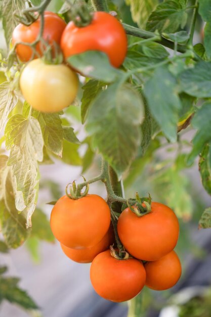 온실에서 포도나무에서 자라는 집에서 재배한 토마토 야채 유기농 농장에서 가을 야채 수확