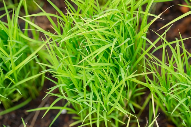 Orto domestico con etichetta, pianta pulita non tossica, verdure biologiche per uso alimentare.