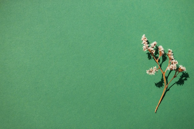 Home interior floral decor from natural dry flowers or twigs Strong shadows on green background