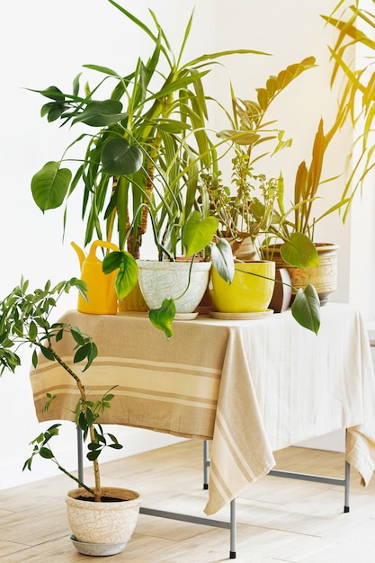 Home Jungle. Groeiende kamerplanten Concept.