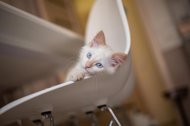 Home life with a pet Kitten plays on a chair