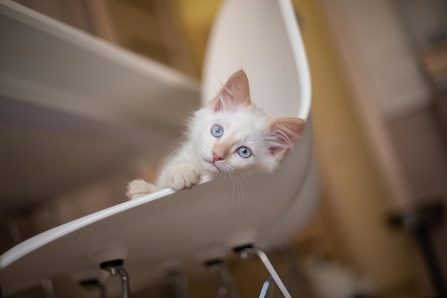 Home life with a pet Kitten plays on a chair