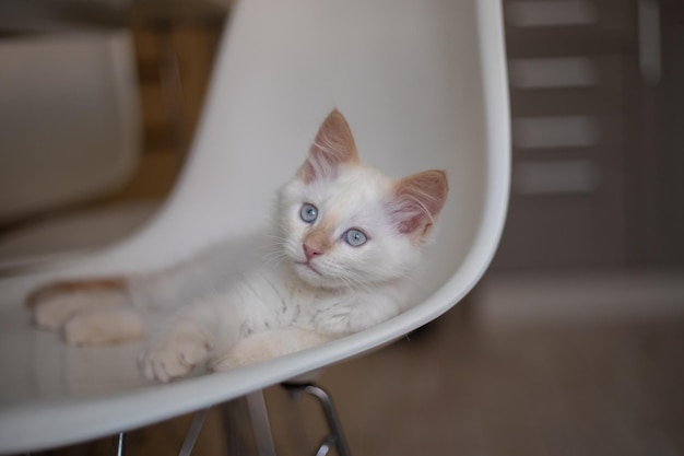 ペットの子猫との家庭生活は椅子で遊ぶ