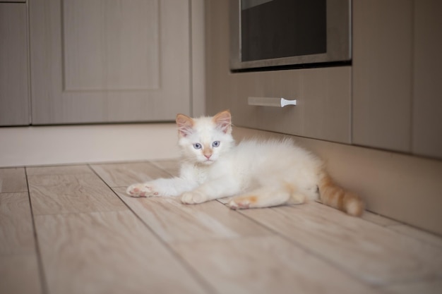 Home life with a pet Kitten plays at the kitchen