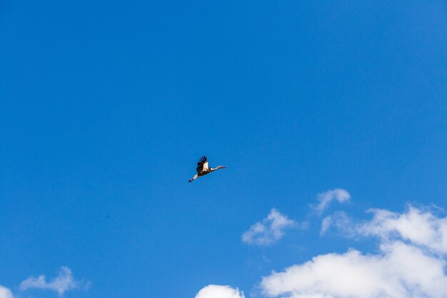 晴れた空でコウノトリを移動するための家