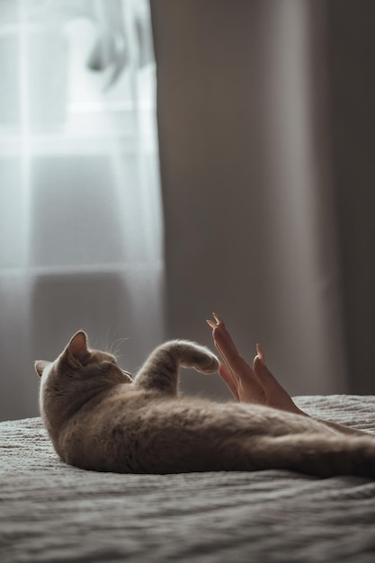 home mooie perzik britse kat ligt op het bed, haar baasje speelt met haar