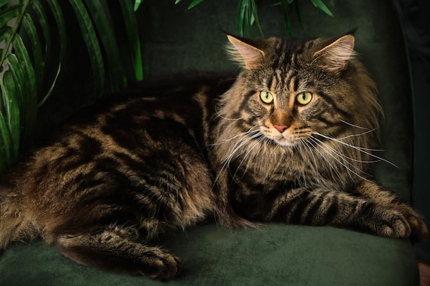 Home pet cute cat lying In a green interior with a palm tree on a velvet green chair