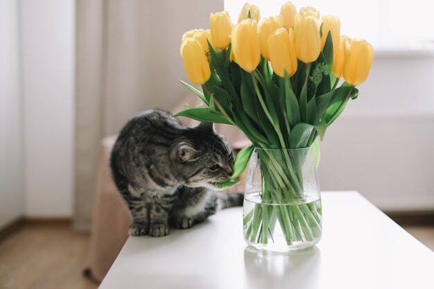 home pet cute kitten cat with flowers indoors