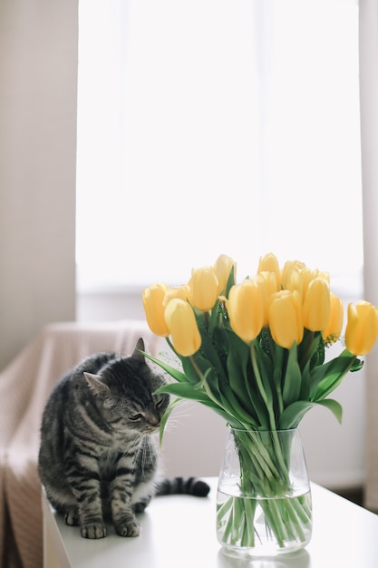 home pet cute kitten cat with flowers indoors