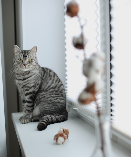 home pet cute kitten cat with funny looking sitting next to a vase with cotton flower