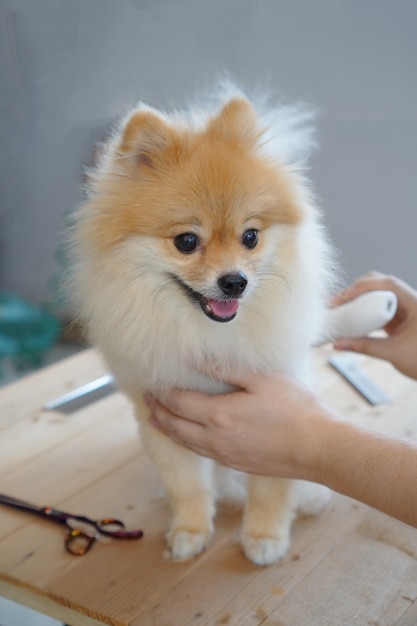 Toelettatura di animali domestici, un proprietario di animali domestici che cerca di tagliare i peli del suo animale domestico o cane pomeranian con una tosatrice cordless che si siede su un centro del tavolo di legno