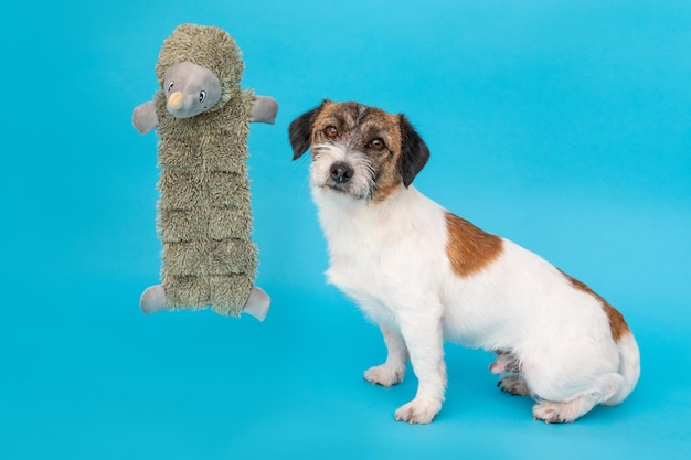 Home pet jack russell terrier and her favorite dog toy close-up\
isolated on a blue background. the toy levitates.