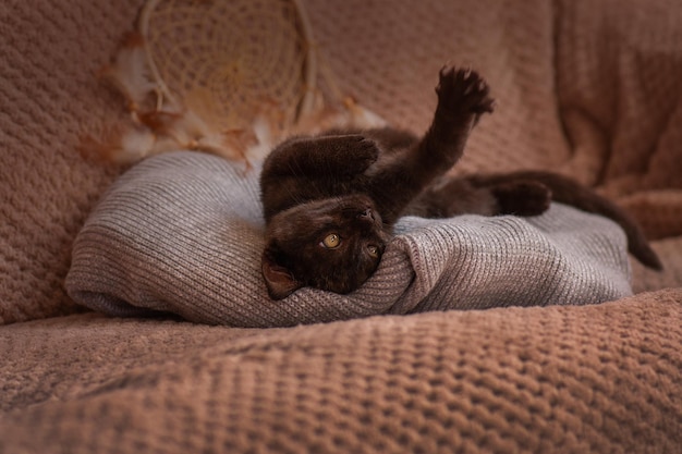 家のペットの昼寝子猫は家で彼の柔らかく居心地の良いベッドで寝ています