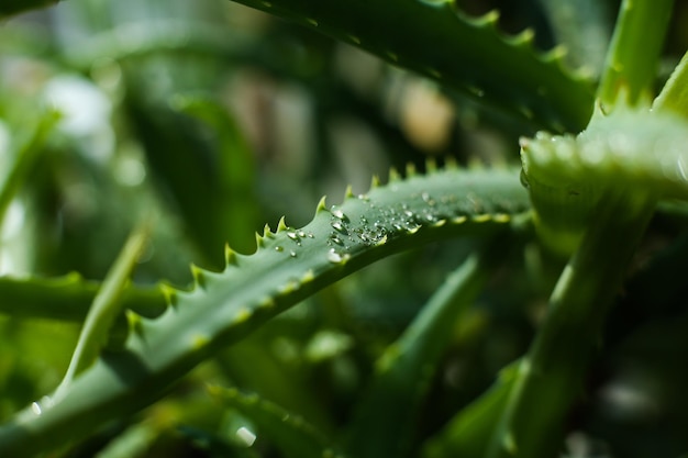 Home plant aloë in druppels water