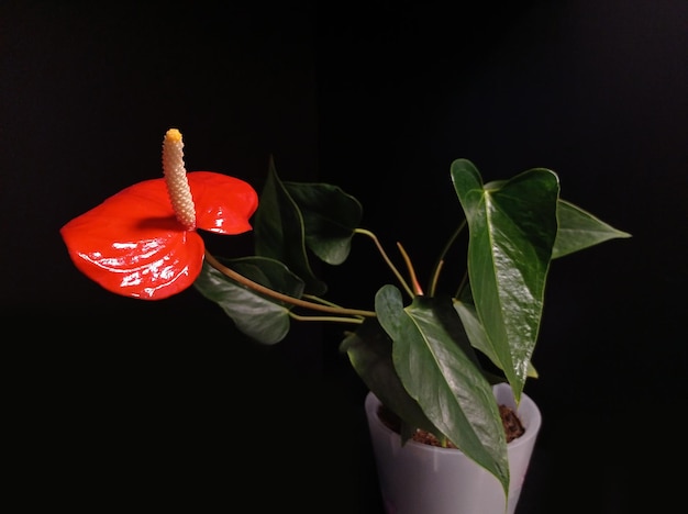 Home plant anthurium met rode bloem op zwarte achtergrond