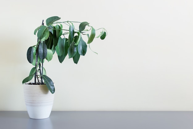 Home plant bloem met groene bladeren staan op tafel op de achtergrond van gele blinde muur