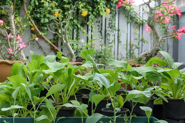 Home plant Chinese kool-PAI TSAI of Brassica chinensis Jusl var parachinensis (Bailey) op pot in de tuin buiten, gezond eten en leven