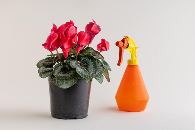 Home plant Cyclamen Cyclamen Persicum with pink flowers in a pot White background