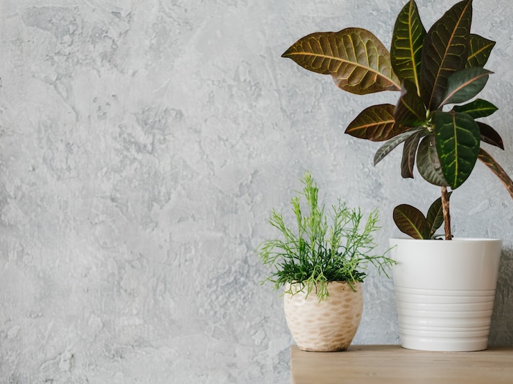 Photo home plant decor. modern minimalism. two flowerpots with houseplants. copy space