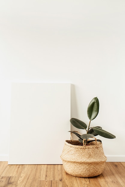 Home plant ficus in front of blank canvas