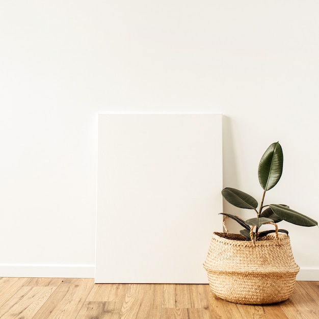 Home plant ficus in front of blank canvas