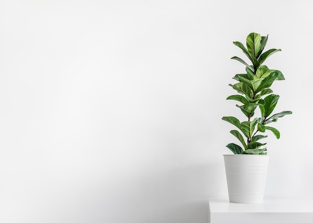 家の植物Ficus LyrataまたはFiddle Figを明るい背景で隔離した