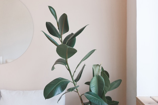 Home plant ficus op een lichte achtergrond met lege kopie ruimte voor tekst