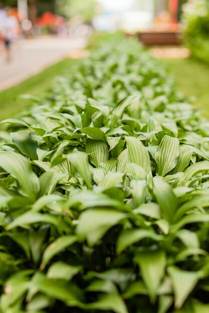 Home plant. Hosta in the garden. Host plant in the park