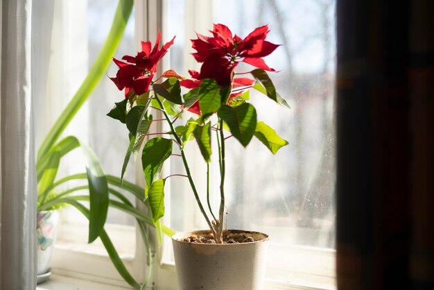 A home plant pot standing on the window shelf