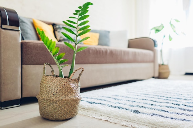 Home plant put in straw basket interior decor of living room