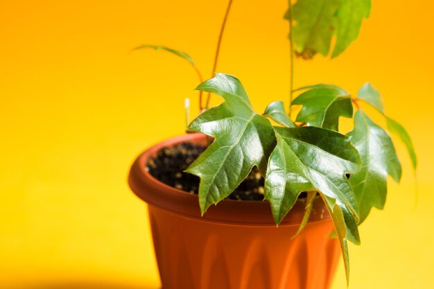 Home plant rhoicissus in a pot green house plant care vine of the grape variety