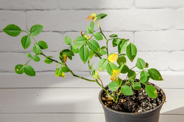 Home plant rose with diseased yellowed leaves Houseplant care concept Rose flower in a pot