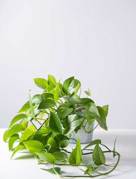 白い背景の上の鍋の家の植物のシンダプサス