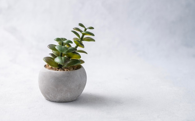 Home plant succulent in a concrete pot on a light gray background