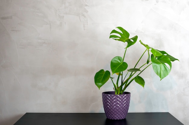 Home plant tropical palm leaves in a pot standing on dark table