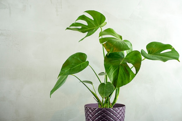 Home plant tropische palmbladeren in een pot