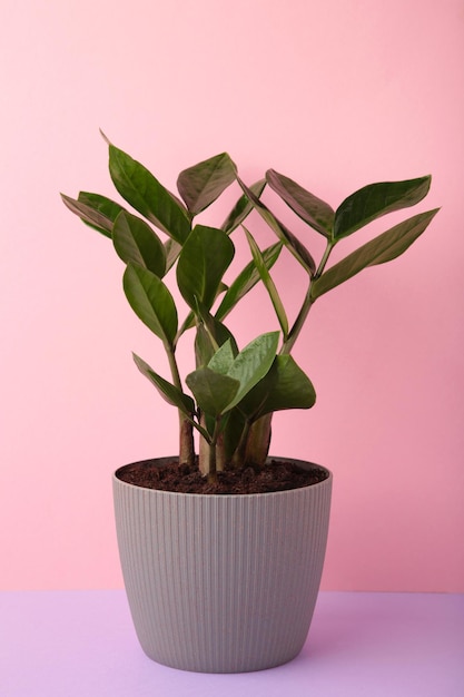 Home plant Zamioculcas on pink also known as Zanzibar gem in home interior