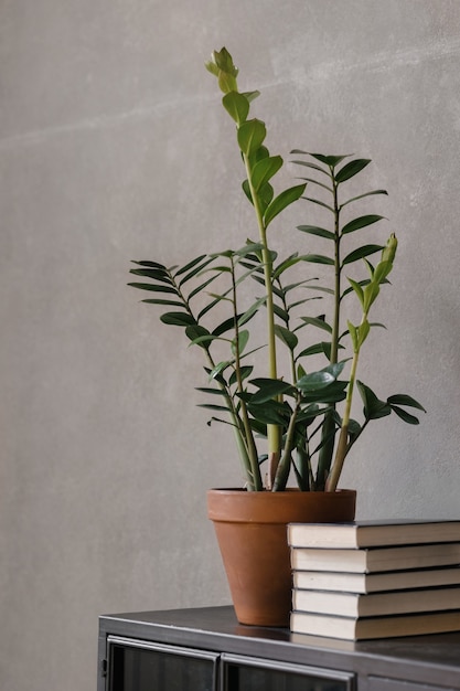 Home plant Zamioculcas zamiifolia in a pot and books green flowers at home and in the interior