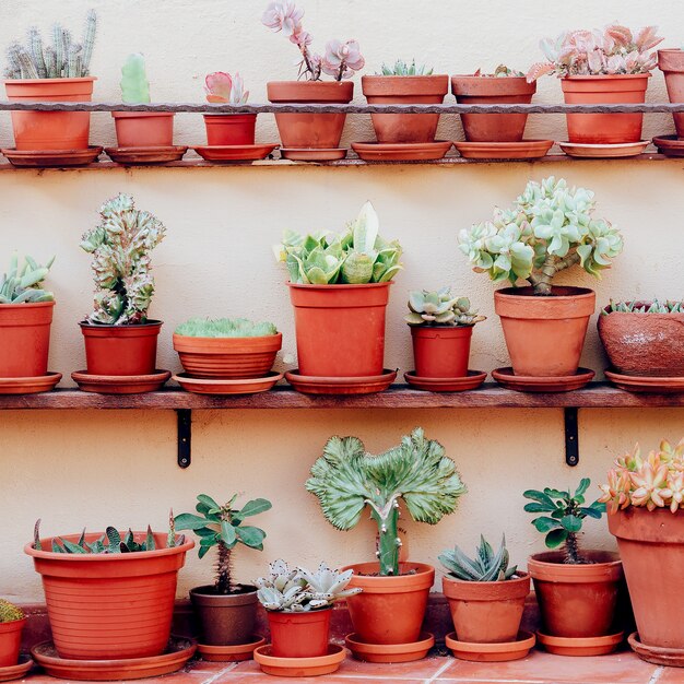 Home plants decor. Cactus set on pink wall. Cactus lover fashion concept