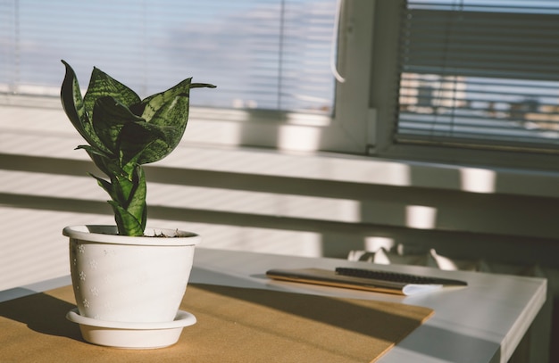 home plants in the interior