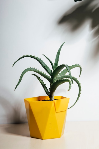 Home plants in a pot