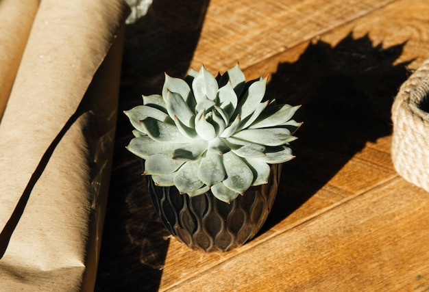 Home plants in a pot