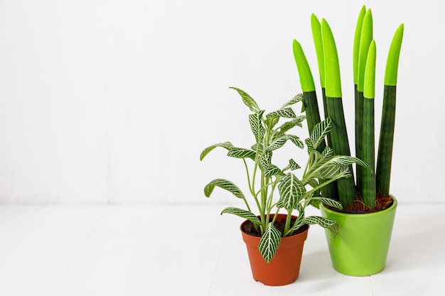 Home plants in pots on the floor