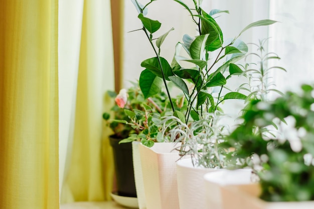 냄비에 집 식물 원예 및 지속 가능한 생활 개념 성장하는 관엽 식물