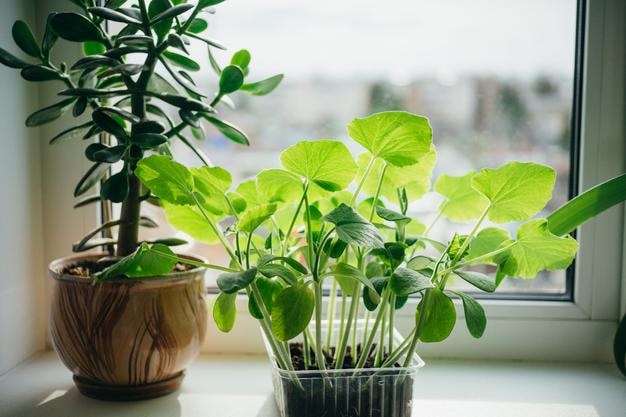 Home plants in pots on the windowsill Home plants care concept Houseplants in a modern interior