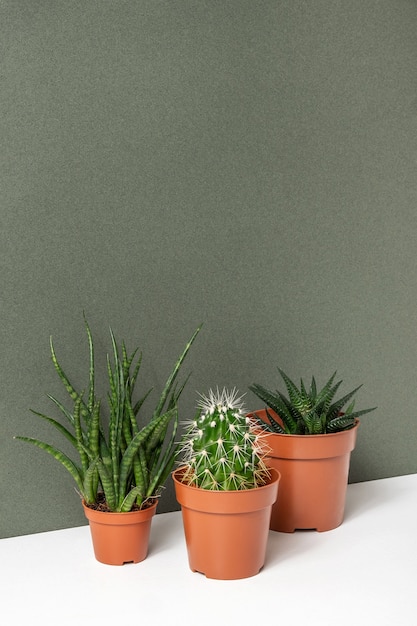 Home plants. Succulents and cactus in brown pots on table