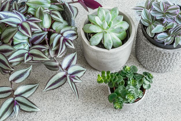 Photo home plants variete on a gray background