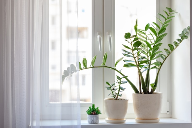 Home plants with green leaves on a window. Indoor decorative and deciduous home plants on the windowsill.