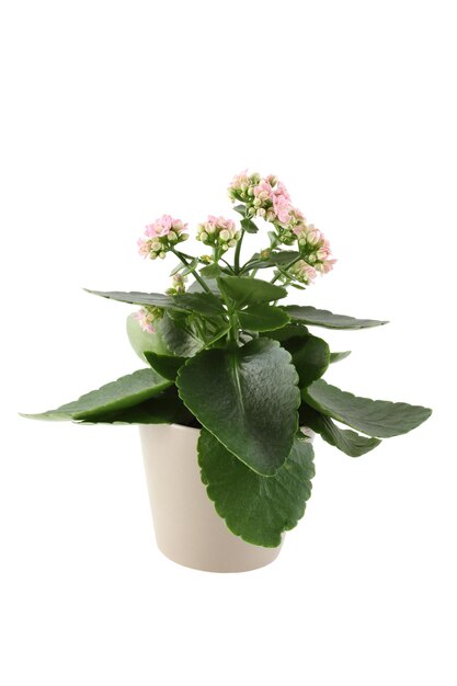 Home potplant Kalanchoë met roze bloemen